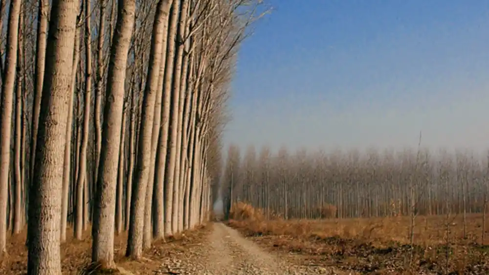 Eukalyptus-Plantage - das ist kein Wald!