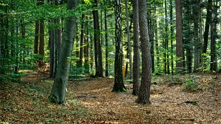 Ein intakter und gesunder Wald - dein-klimabaum